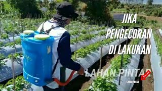 40 hst kentang dilakukan pengecoran kentang yang pertama apa sama pengecoran pada umur 50 hst [upl. by Enileoj468]