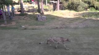 Cheetah Running Full Speed in Slomo [upl. by Ruyle]