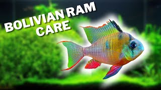 How to Care For and Breed Bolivian Rams  Bolivian Ram Care Guide [upl. by Helfant]