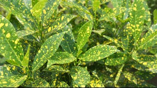 Propogating Crotons from Cuttings  Special Look at the Gold Dust Croton [upl. by Candra]