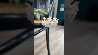 absolutely in love with this hoya macrophylla bloom hoya houseplants flower plant hoyas plants [upl. by Paulo]