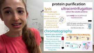 Overview of a quottypicalquot recombinant protein expression amp purification workflow [upl. by Sileray]