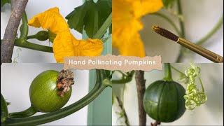 How to Hand Pollinate Pumpkin Flowers  Balcony Gardening 🌼 [upl. by Decca]