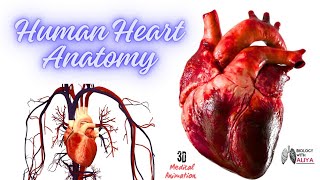 Human Heart Anatomy  Medical 3D Animation video Biology with Aliya [upl. by Tierell233]