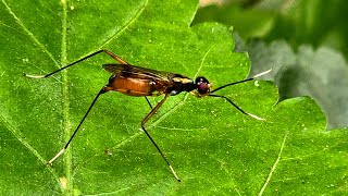 the dance of stiltlegged fly [upl. by Bara]