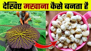 देखिए मखाना कैसे बनता है  Makhana Kaise Banta hai  Makhana Making Process  Makhana ki Kheti [upl. by Adivad]