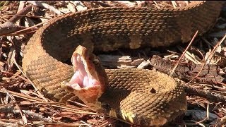 Herping The Outer Banks [upl. by Other]