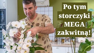 Patenty na MEGA storczyki Jak pielęgnować storczyki by kwitły jak szalone [upl. by Mok]