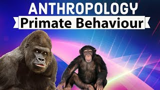 Anthropology  Primate behaviour  Man vs Apes Monkeys Chimpanzee Gorilla [upl. by Joost]