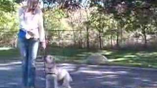 Wheaten Terriers How to Teach Your Dog Obedience Training Tips amp Tricks  Teach Your Wheaten Terrier to Heel Using These Dog Obedience Training Methods [upl. by Sandon]