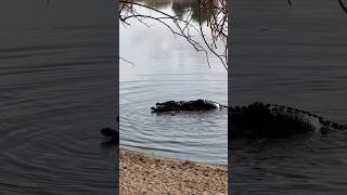 Crocodiles Mating Under Water [upl. by Maggy]