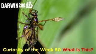 Curiosity of the Week 50 – What is this Segment from Worlds Most Exciting Classroom Ep 50 [upl. by Lydon196]