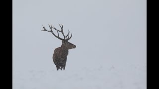 Lov kapitálneho jeleňa  Red stag hunt in Slovakia [upl. by Felicia220]