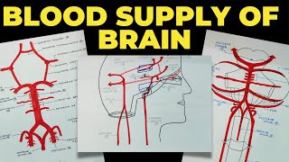 Blood Supply of Brain  Circle of Willis  Neuroanatomy  EOMS [upl. by Leverick]