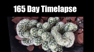 Mammillaria elongata cristata 165 Day Timelapse [upl. by Kev]