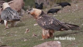 Bearded Vulture a BIRD that EATING BONES eating beardedvulture vultures wildlife [upl. by Bonnette]