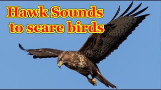 Hawk sounds to scare birds 🦅 7 hours [upl. by Charlotte]