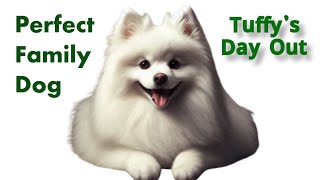 Why the German Spitz is the Perfect Family Dog TuffysDayOut tuffysdayout adorablebobaball tuffy [upl. by Chilson]