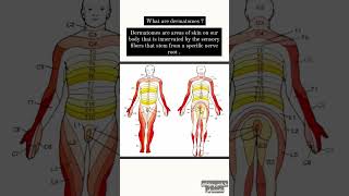 Lets learn Dermatomes amp Myotomes within 15 seconds [upl. by Inez]