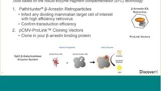 How to Make Your Own CellBased Assays to Study βArrestin Recruitment [upl. by Aicat]