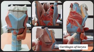 Cartilages of Larynx  Thyroid  Epiglottis  Cricoid  Arytenoid  Corniculate  Cuneiform [upl. by Adnarim]