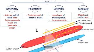 Axillary Vessels and Lymph Nodes  Dr Ahmed Farid [upl. by Antoinetta145]