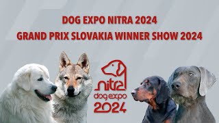 DOG EXPO NITRA 2024 Saturday [upl. by Isiad]