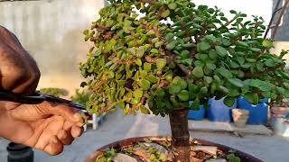 Portulacaria Afra Bonsai Pruning [upl. by Naga]