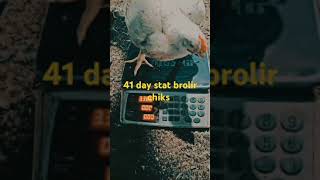 41 day stat brolir chiks w8 chicken poultryfram chickenfarmbusiness poultrytips poultryworld [upl. by Nosniv]