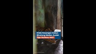 Krisis Keuangan Kebun Binatang Medan Sudah Tiga Harimau Mati [upl. by Ahab]