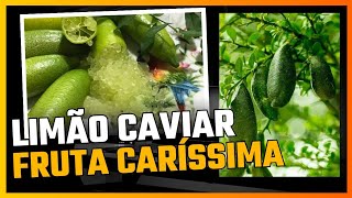 Limão Caviar 800 reais o QUILOfrutaexotica [upl. by Verger503]