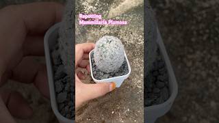 repotting mammillaria mammillariaplumosa [upl. by Shandie31]