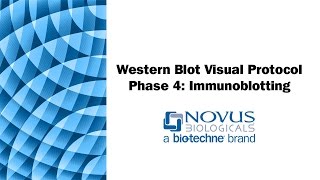 Western Blot Visual Protocol Phase 4 Immunoblotting [upl. by Yenal]