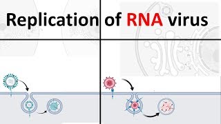 Replication of RNA virus  How RNA virus replicate  Virology USMLE [upl. by Girard244]