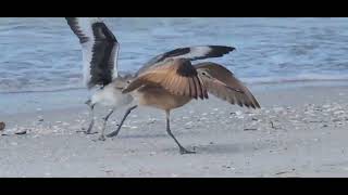 Marbled Godwit chased by Willet [upl. by Adialeda]