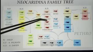 EverEvolving Neocaridina Shrimp Genetic History  How to Breed Cherry Red Rili amp Blue Dream Shrimp [upl. by Cecile837]