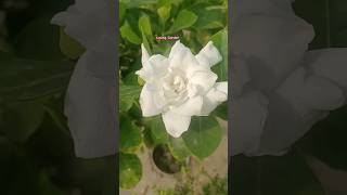 Gardenia Flower ❤️trending viralvideo gardenflowerplants shortvideo lovinggarden [upl. by Tteve]