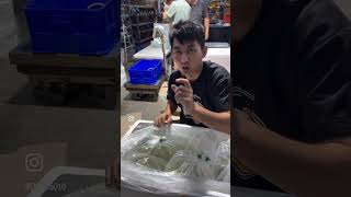 開箱進口觀賞魚滿足大家的好奇心混養小技巧：尺寸相當可以降低被攻擊的風險進口觀賞魚開箱紅蓮燈混養Paracheirodonaxelrodi [upl. by Grose569]