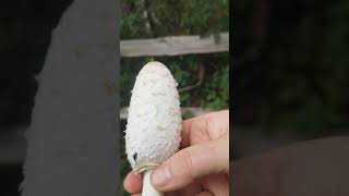 Identifying edible mushrooms Coprinus comatus  Shaggy ink cap [upl. by Seebeck]