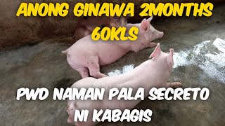 ANONG GINAWA NI KABAGIS VLOGS 60KLS IN 2MONTHS LANG  ASIDE SA PILMICO FEEDS ANONG HINALO SA PAKAIN [upl. by Bega]