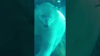 cute polar bear in Manitoba [upl. by Kobi]