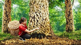 AMAZING Harvesting Rooted Peanut cling to tree to sell  Harvesting and Cooking  Luyến Harvesting [upl. by Helms]