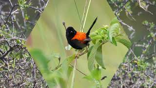 Wrens of Australia [upl. by Delfeena472]