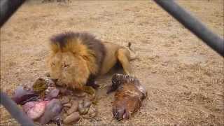 Antelope Park  Zimbabwe  Lion Feeding [upl. by Odnuges]