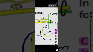 THORAX ANATOMY at Doc Hamza Tahira Academy for FCPS [upl. by Osmond]