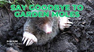 How to Get Rid of Moles in Garden Say Goodbye to Garden Moles [upl. by Patt838]