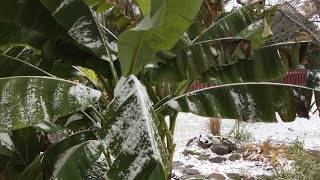 How to Overwinter Banana Plants in the FRIGID NORTH  The Barefooted Gardener [upl. by Zakaria]