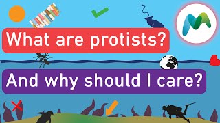 What are protists [upl. by Amalle]