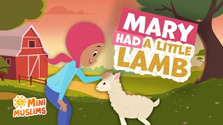 Mary Had a Little Lamb Eid Song 🐑 MiniMuslims ☀️ [upl. by Alphonsa]