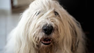 Old English Sheepdog vs Bearded Collie Breed Comparison [upl. by Nodroj131]